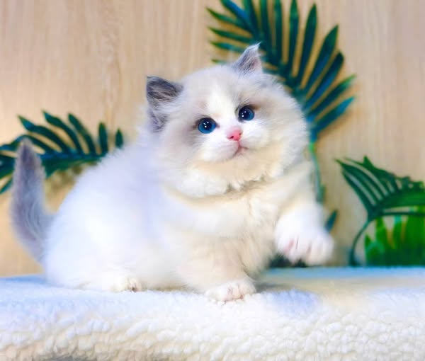 Ragdoll
