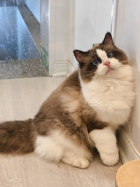 Ragdoll