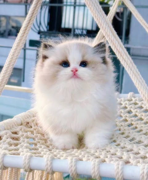 Ragdoll