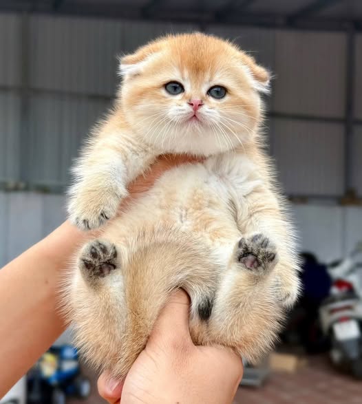 Munchkin Fold
