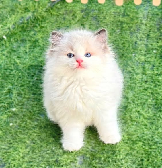 Ragdoll