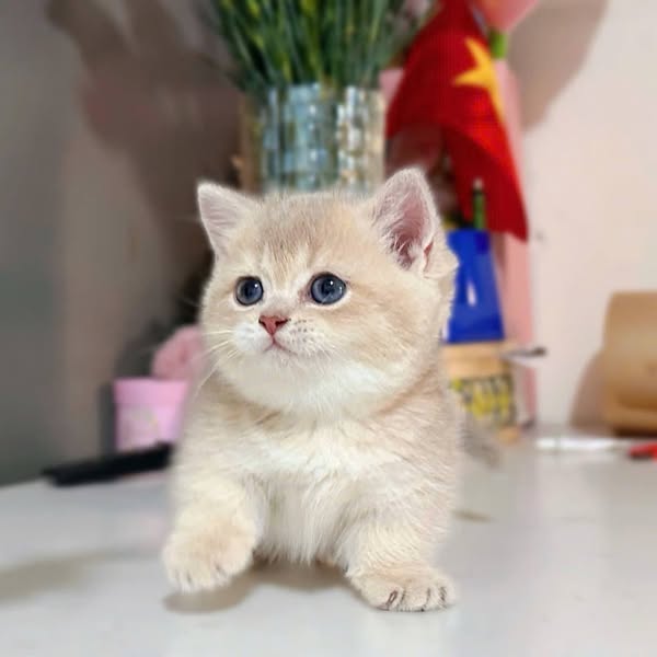Munchkin