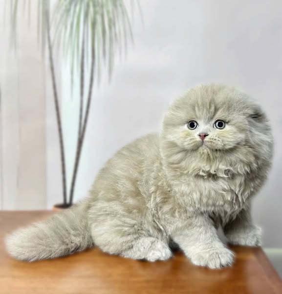 Scottish Fold Longhair