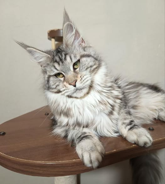 Maine Coon