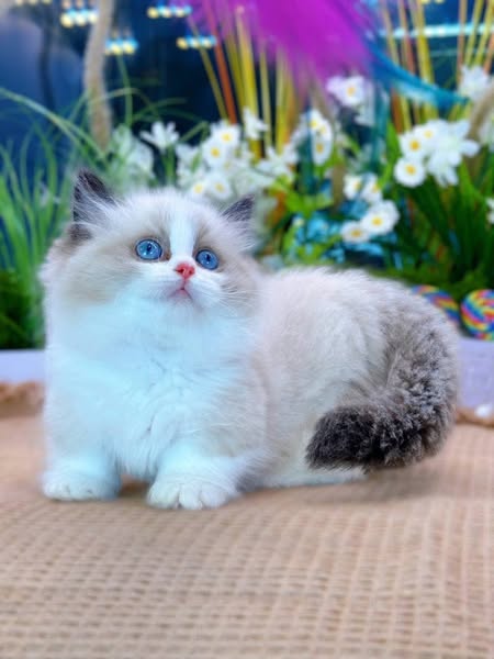 Munchkin Ragdoll