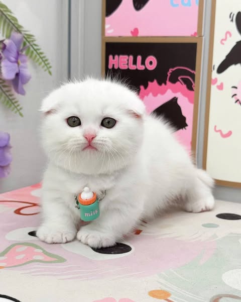 Munchkin Fold