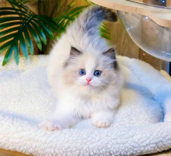 Ragdoll
