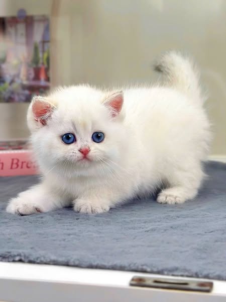 British Shorthair