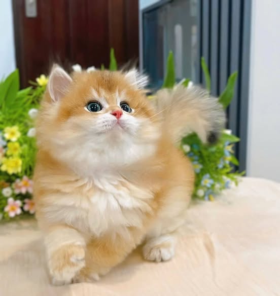 British Longhair
