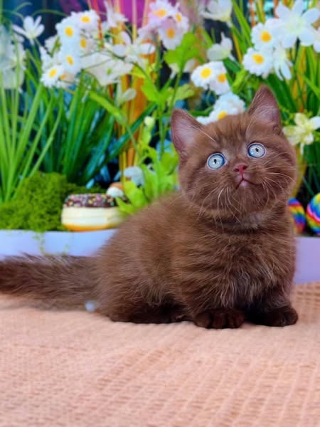Munchkin