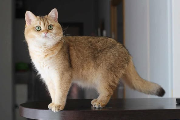 British Shorthair