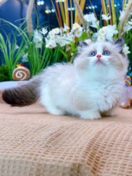 Munchkin Ragdoll
