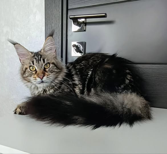 Maine Coon