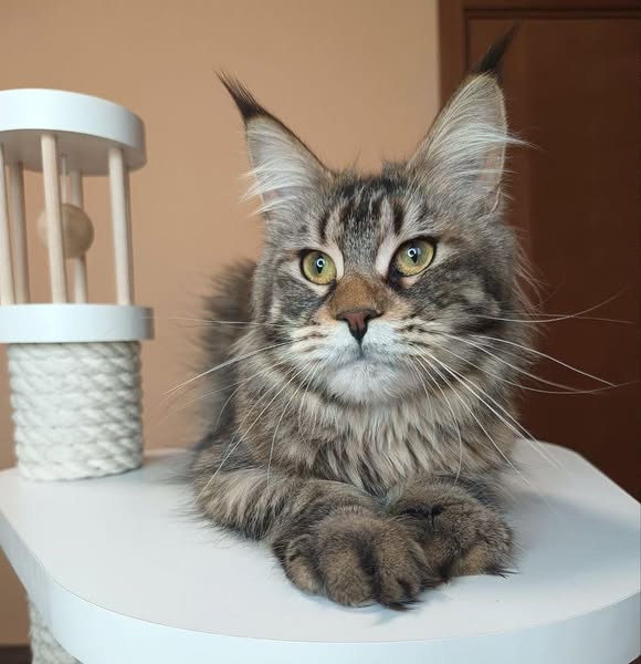 Maine Coon