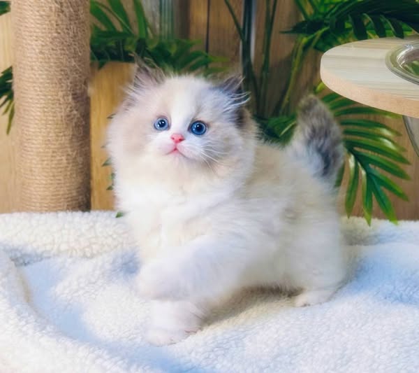 Ragdoll