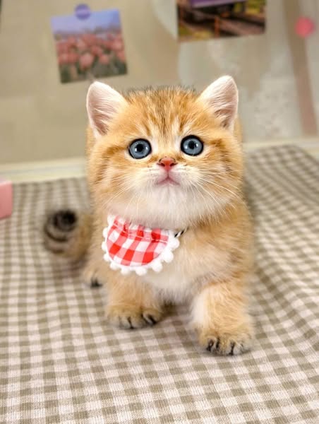 British Shorthair