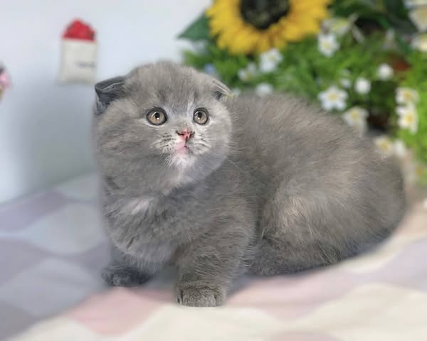 Munchkin Fold