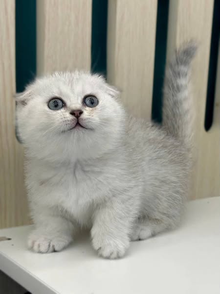 Munchkin Fold