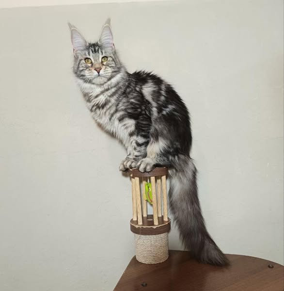 Maine Coon