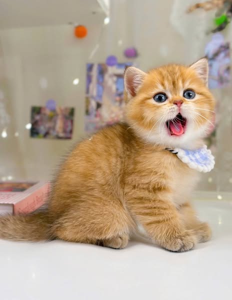 British Shorthair