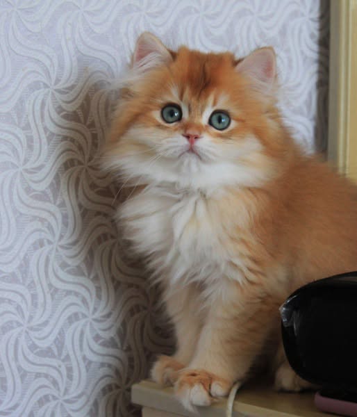 British Longhair