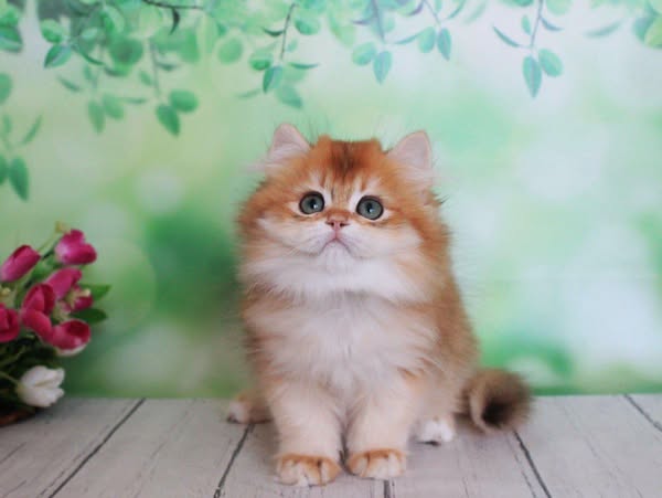 British Longhair