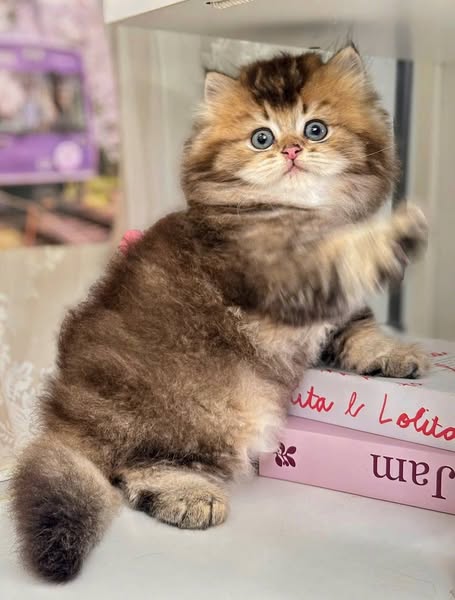 British Longhair