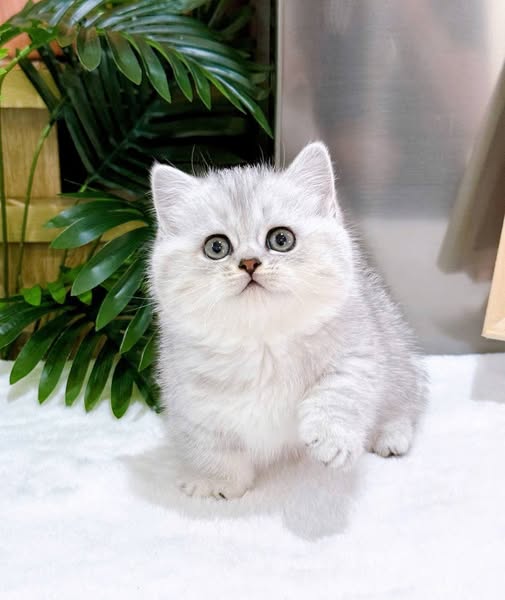 Munchkin