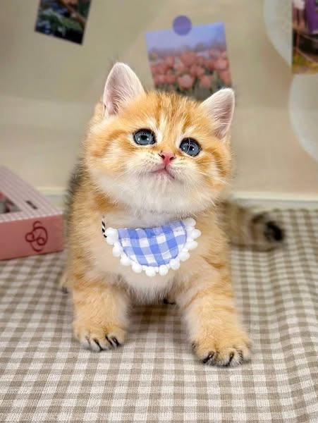 British Shorthair