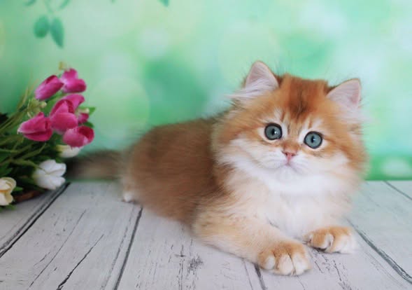 British Longhair