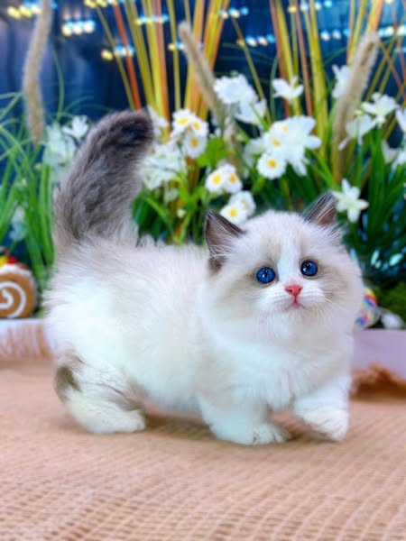 Munchkin Ragdoll