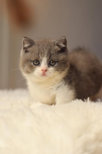 Munchkin