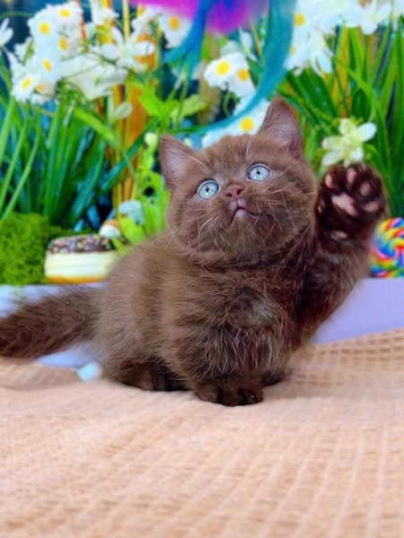 Munchkin