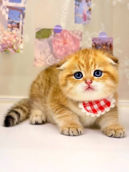 Scottish Fold
