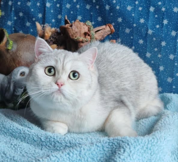 British Shorthair