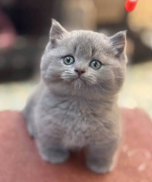 Munchkin