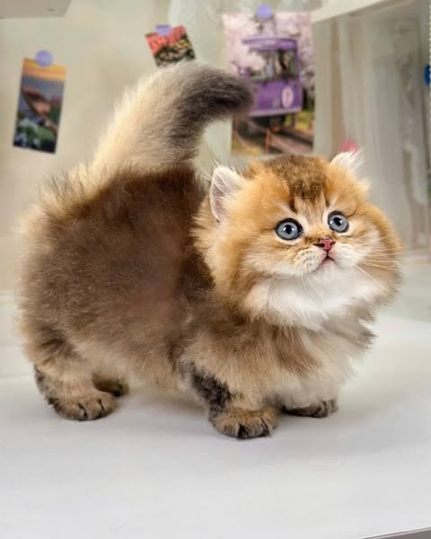 Munchkin Longhair