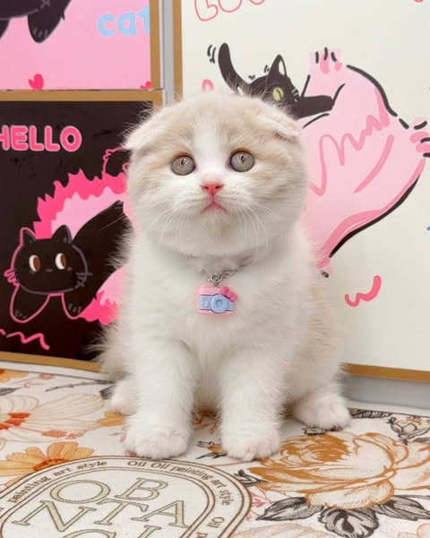 Scottish Fold