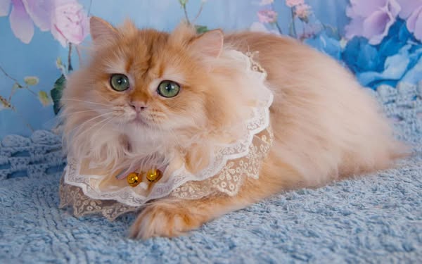 British Longhair