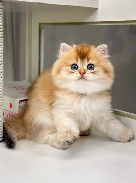 British Longhair