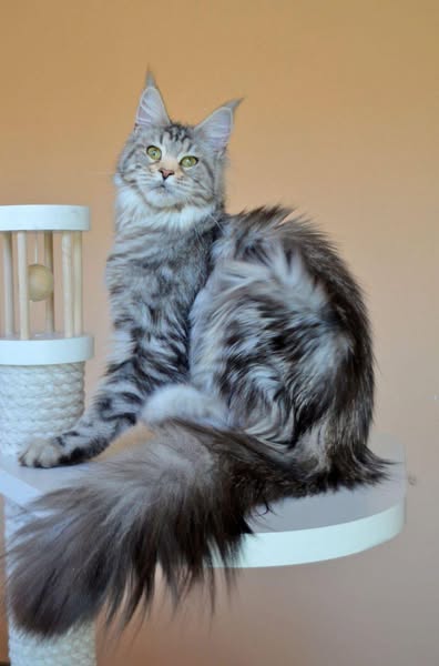 Maine Coon