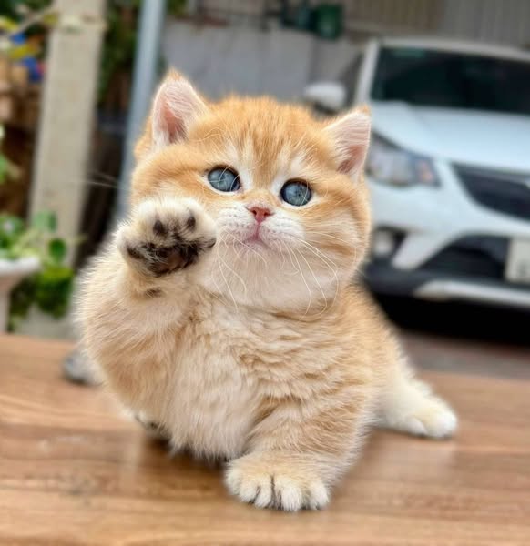 Munchkin