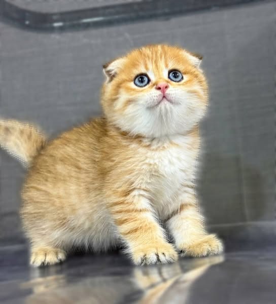 Scottish Fold