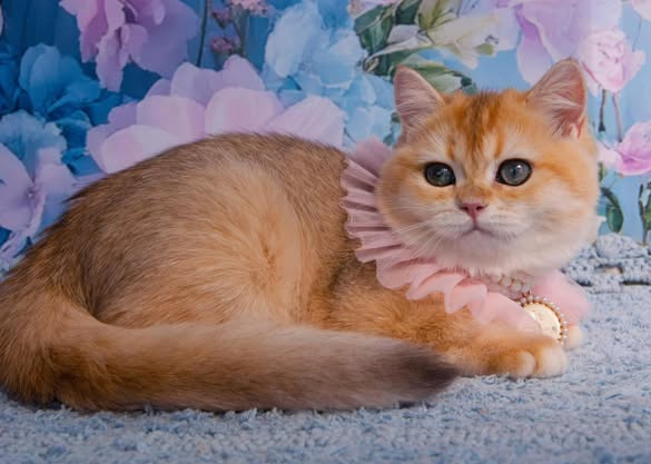 British Shorthair