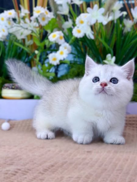 Munchkin
