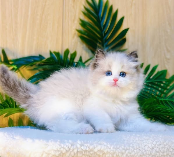 Ragdoll