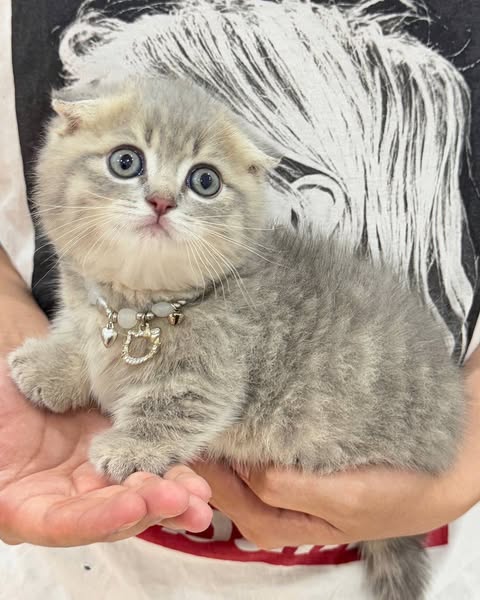 Munchkin Fold