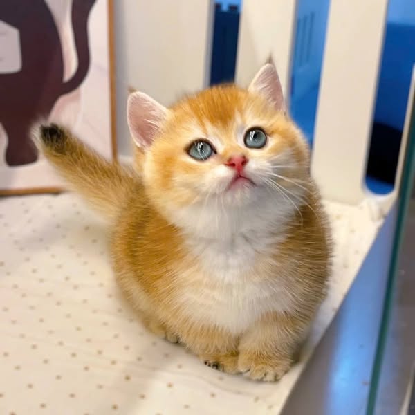 Munchkin