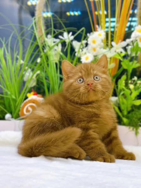 British Shorthair
