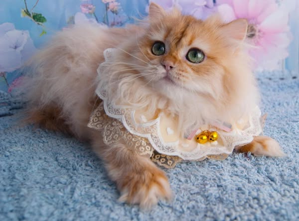 British Longhair